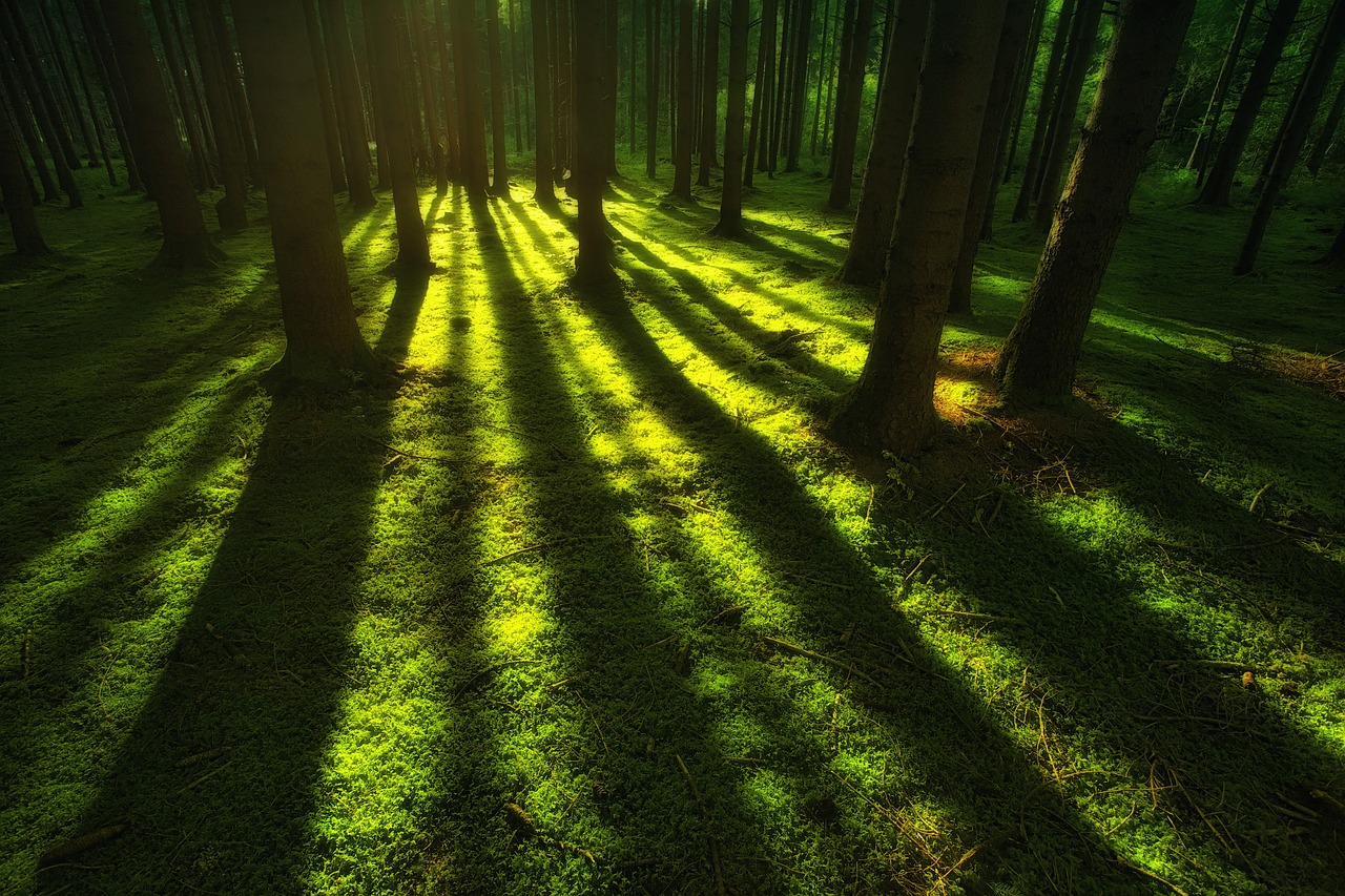 How Forest Gardening Can Help Combat Climate Change